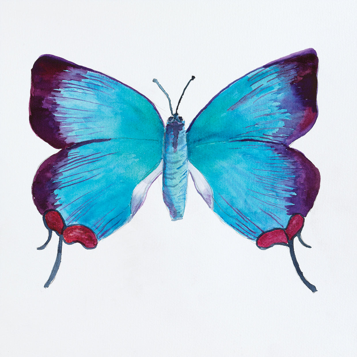 Butterfly Collection Poritia enycinoides