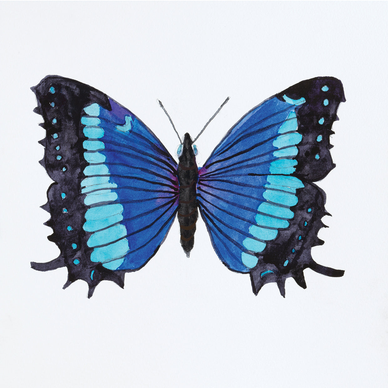 Butterfly Collectio Baeotus-Baeotis