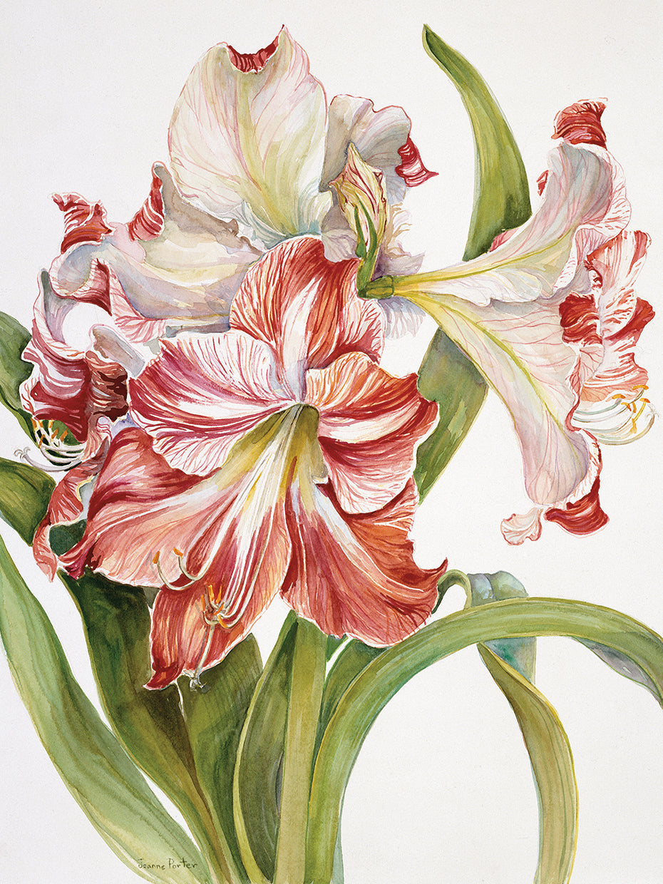 Red And White Amaryllis