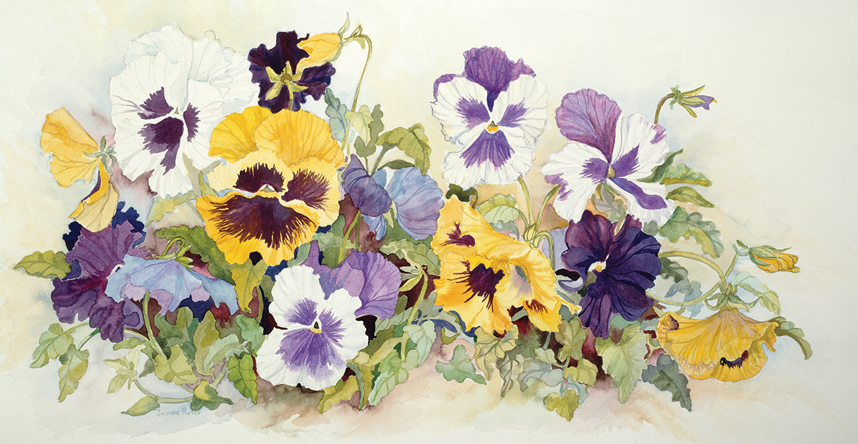Pansies In Yellow- Purple