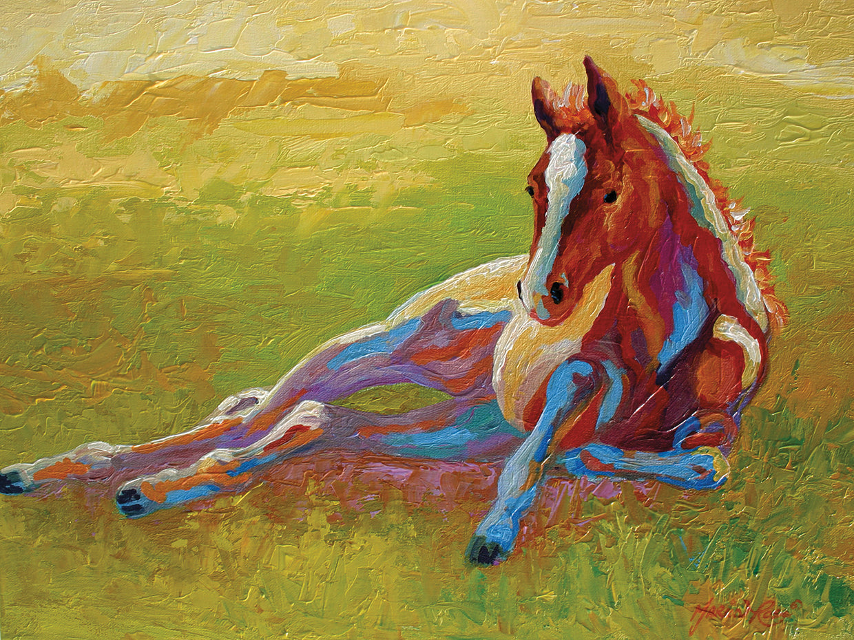 Foal Lying