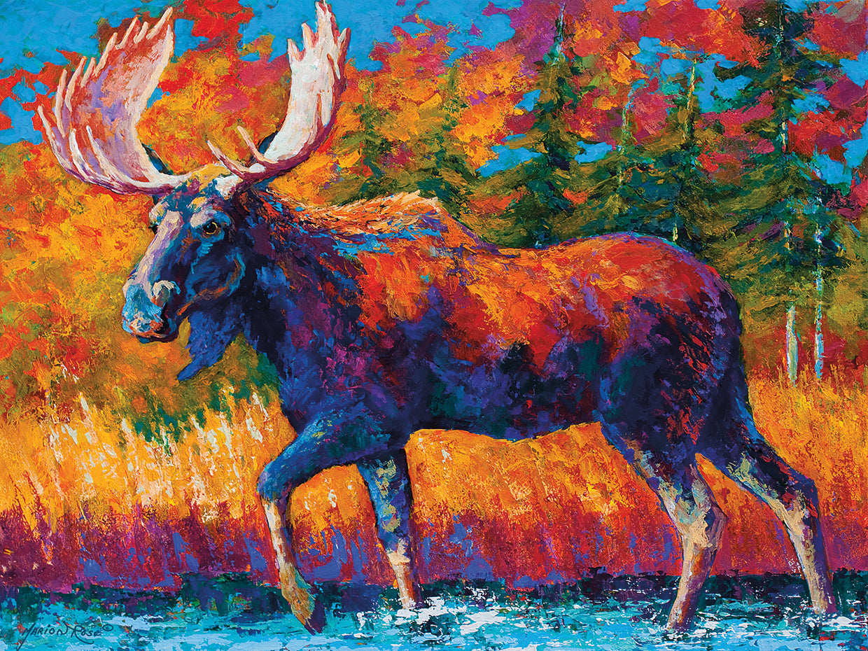 Moose Encounter