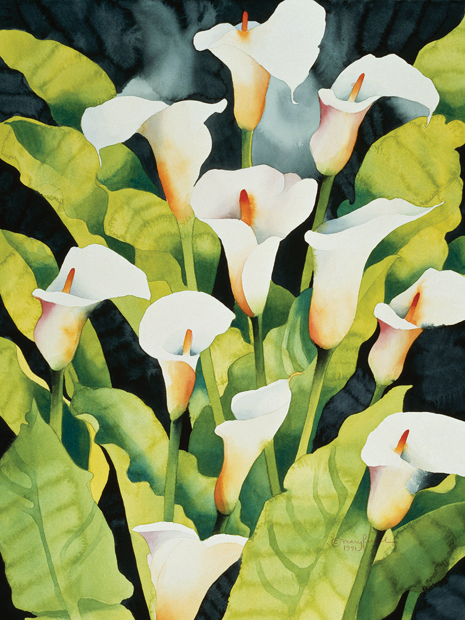 Midnight Callalilies