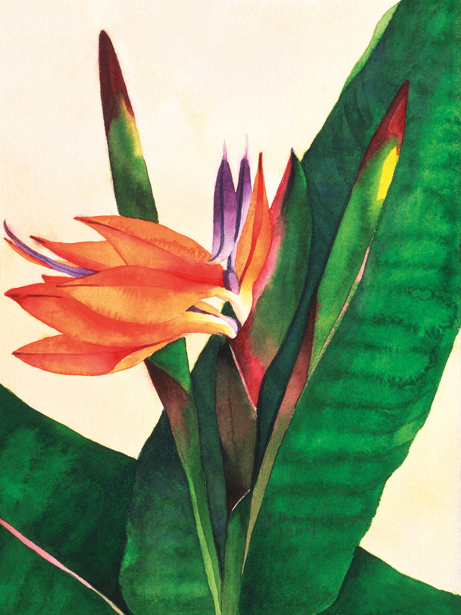 Bird Of Paradise