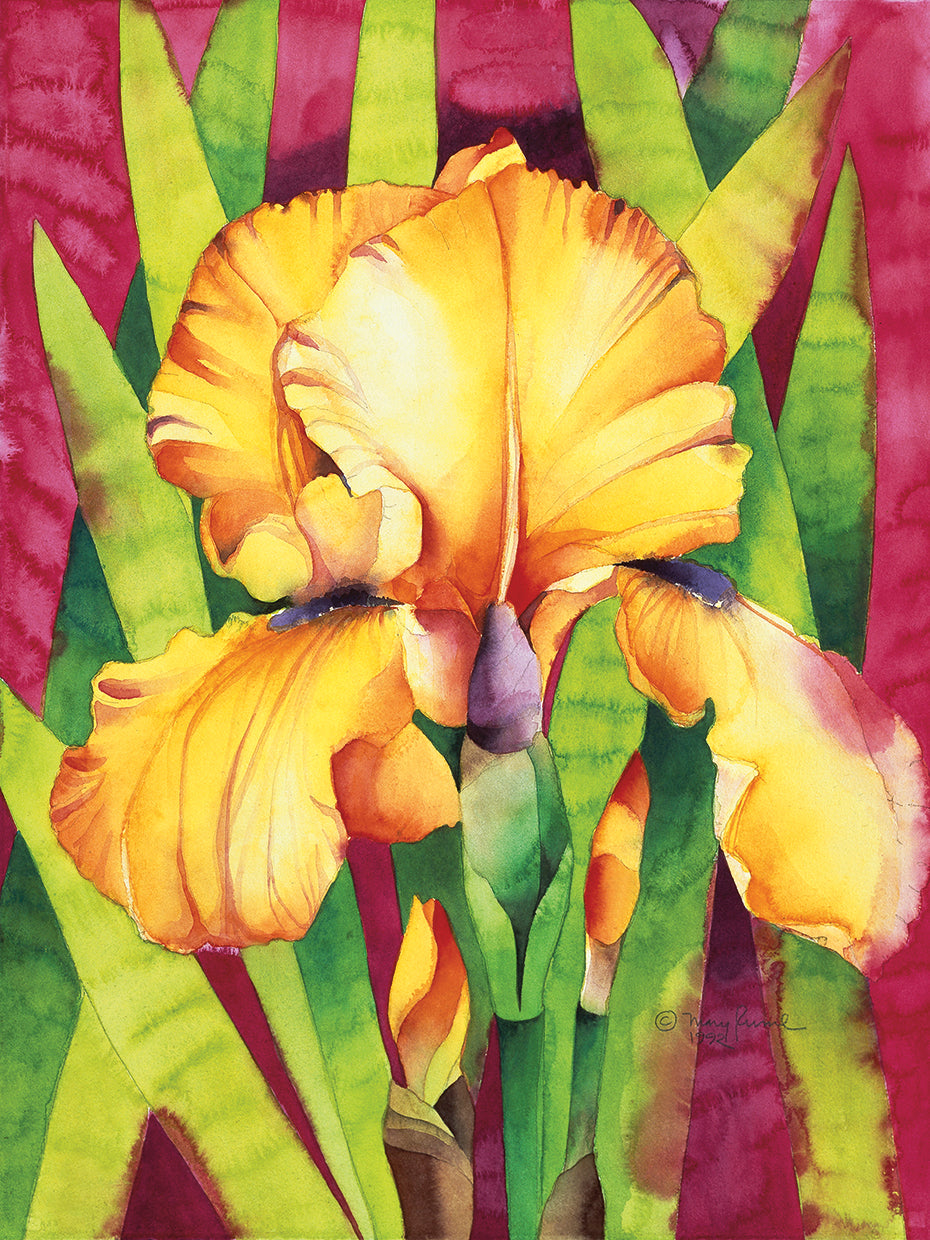 Yellow Iris W/ Maroon Back