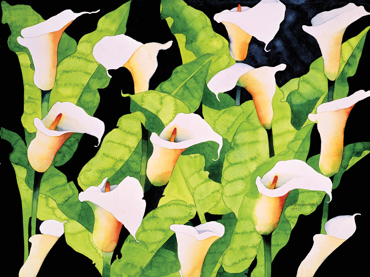 Calla Lilies 2