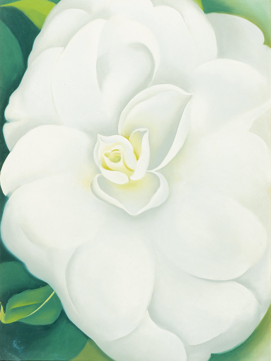 O'Keefe-White Camelia