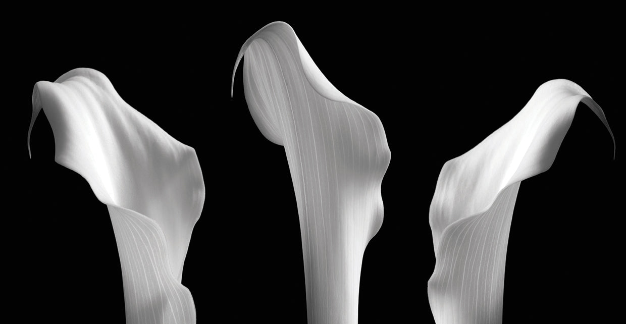 3 Lilies in a Row on Black