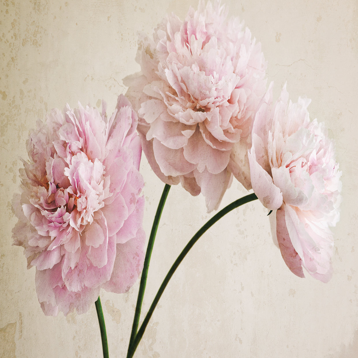 3 Pink Peonies on Light Brown