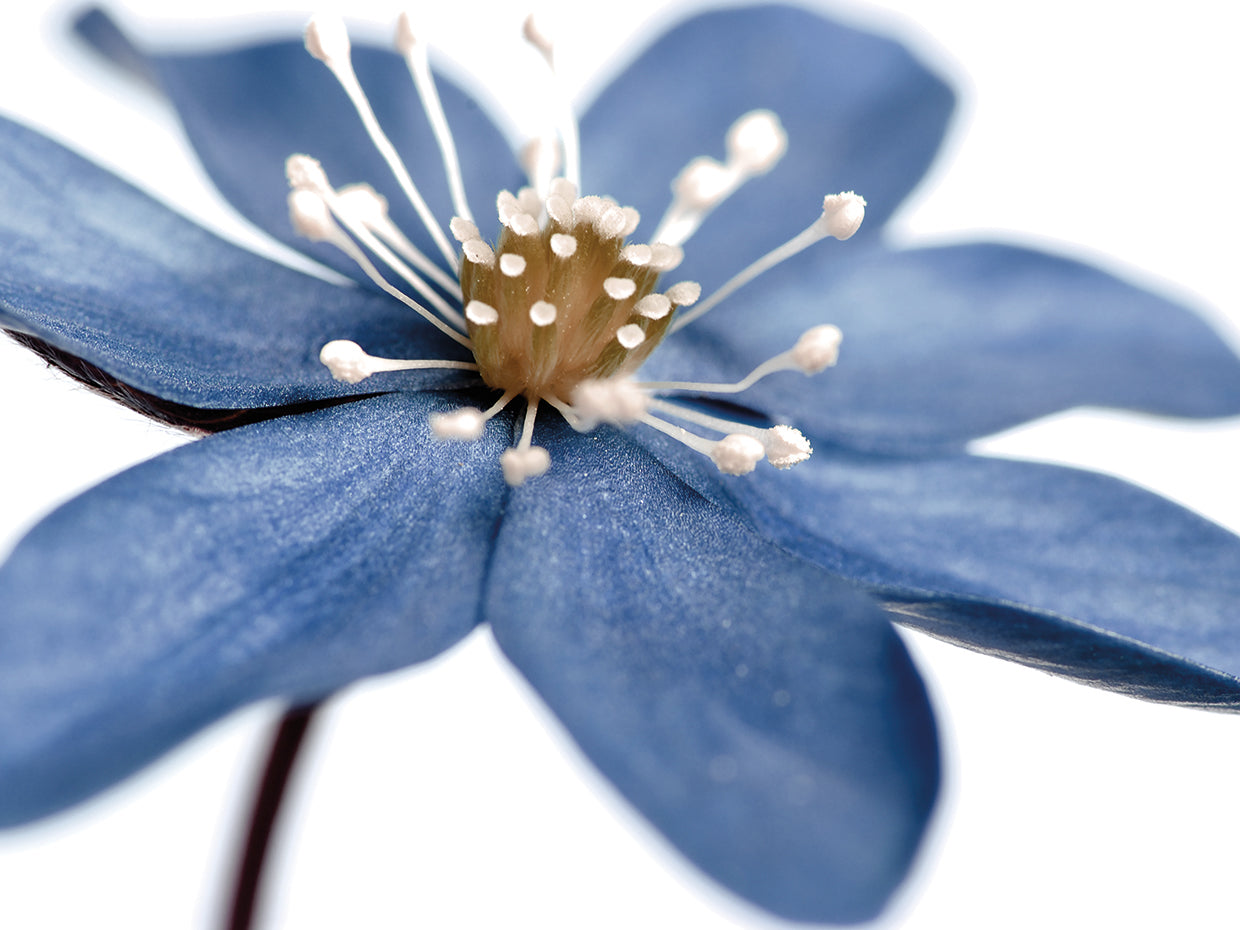 Flor azul sobre blanco 2 arte de la lona