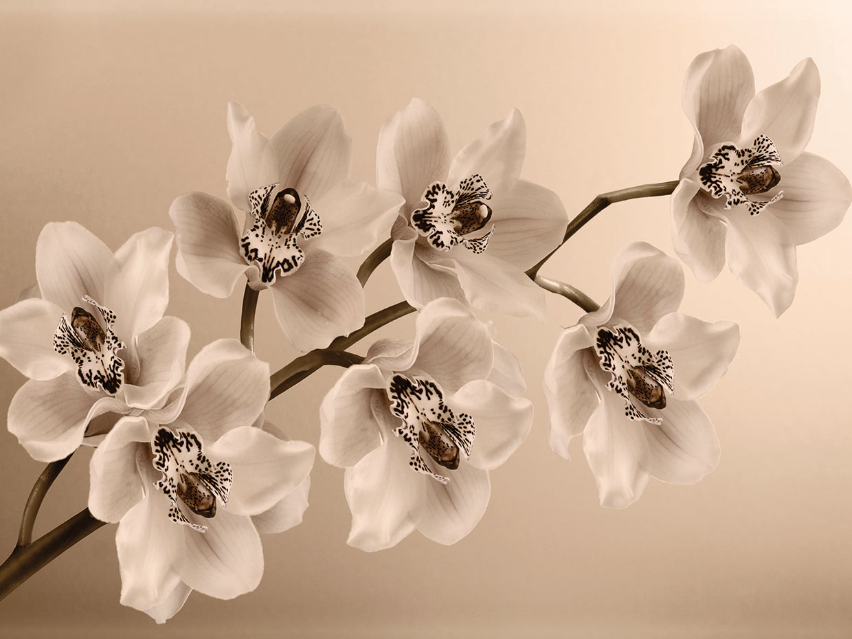 Cuadro en lienzo Rama de orquídeas sepia