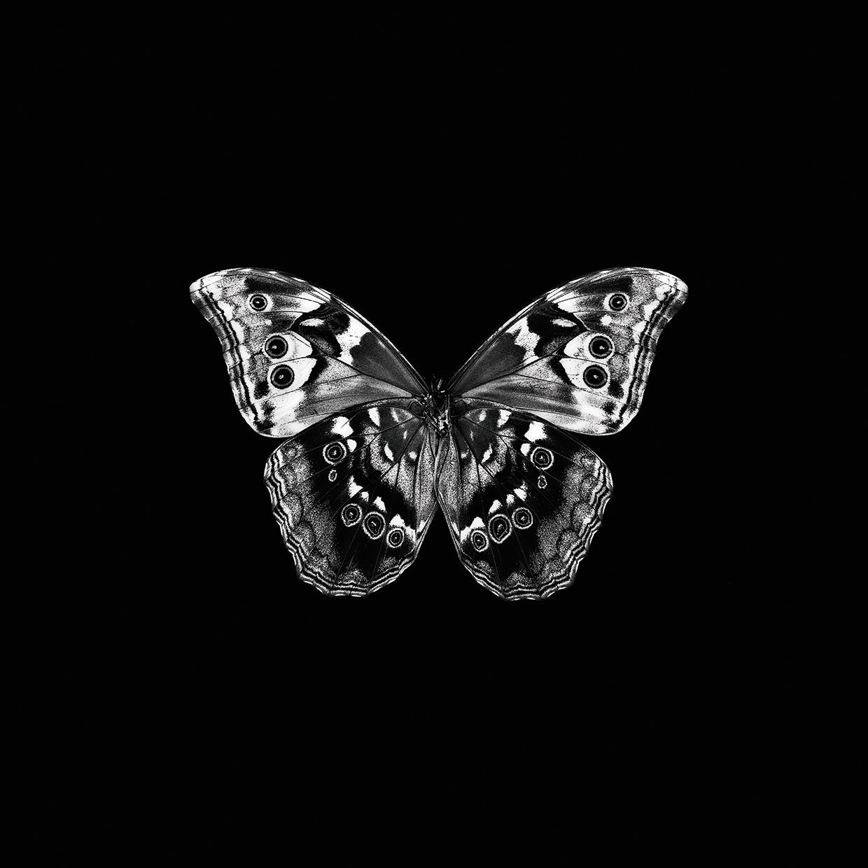 B&W Butterfly on Black