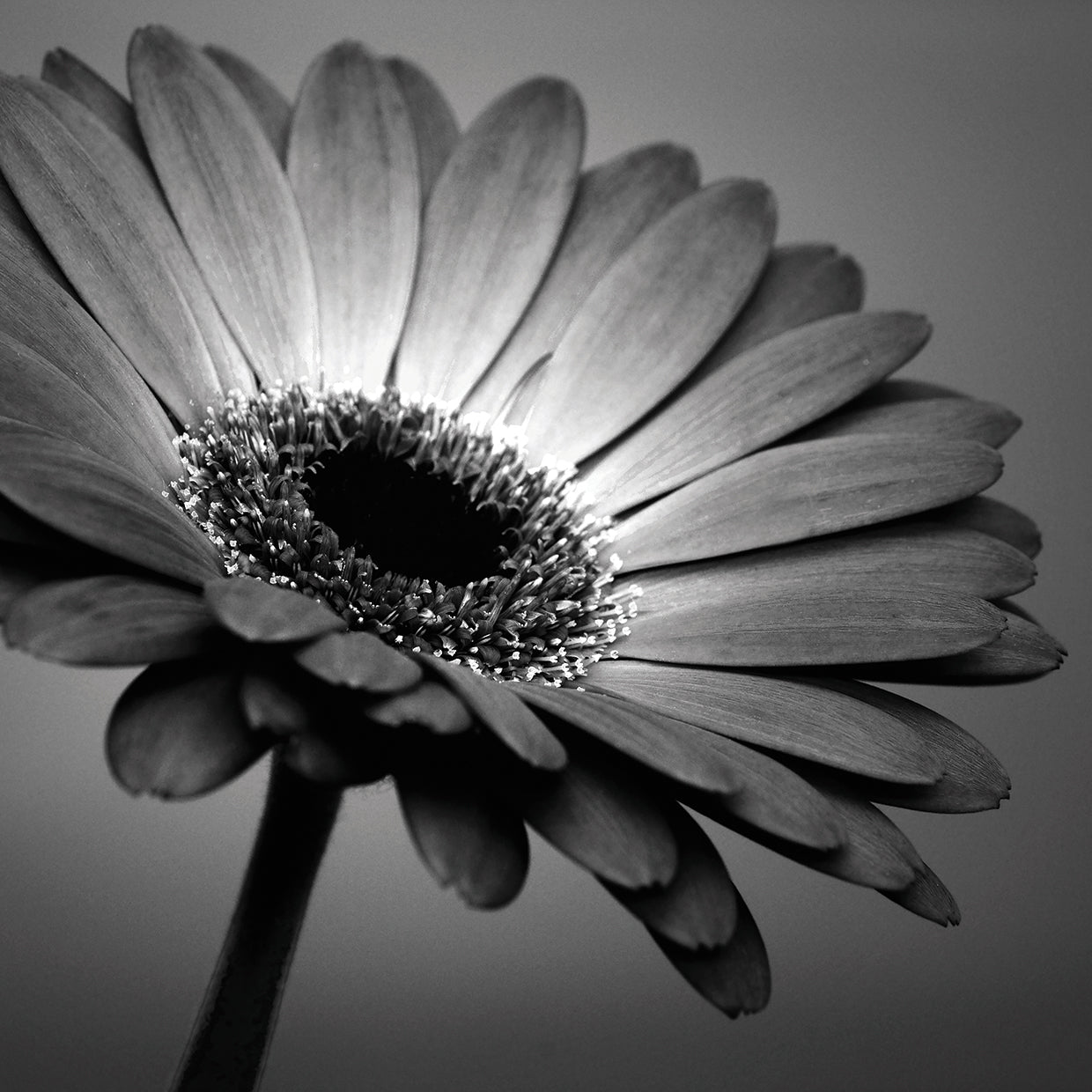 B&W Gerbera 01