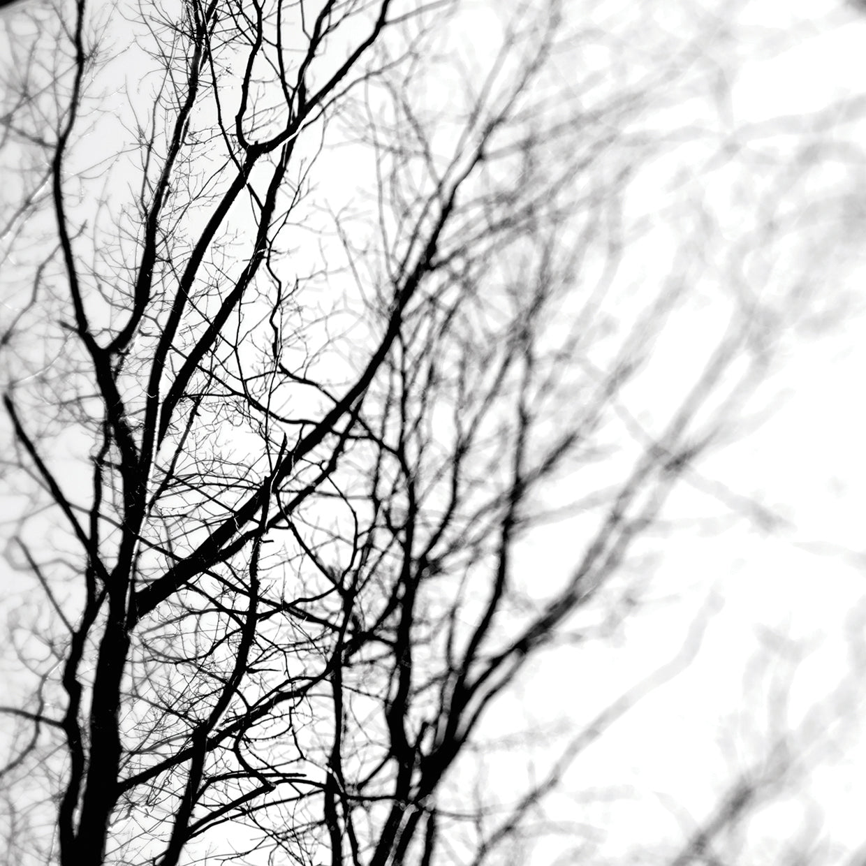 B&W Trees 01