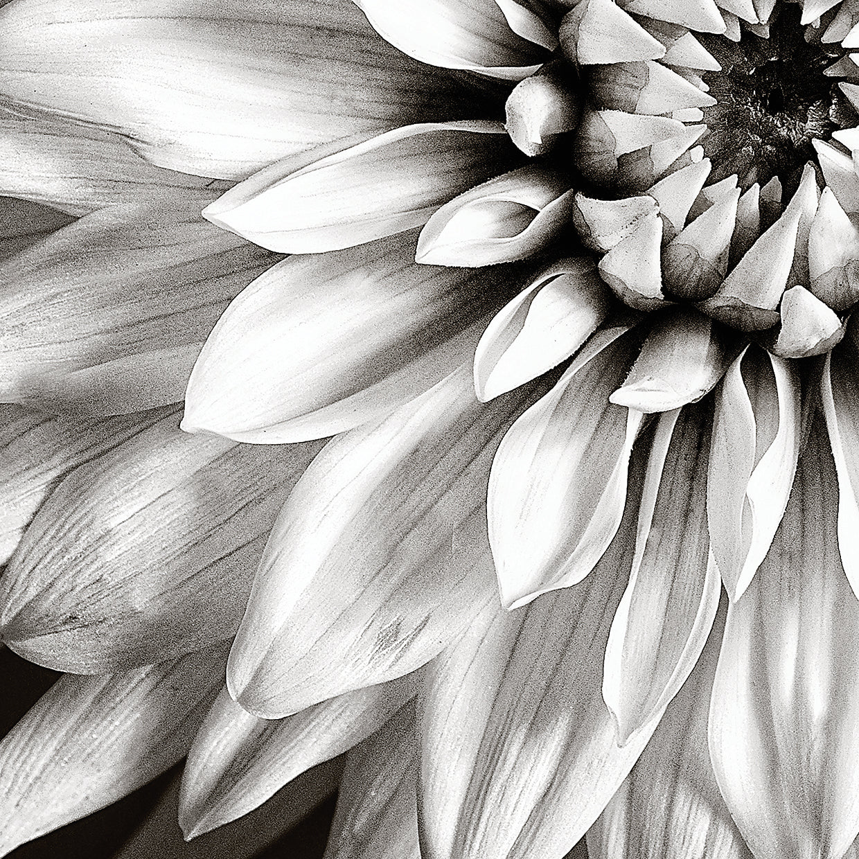 Dahlia B&W