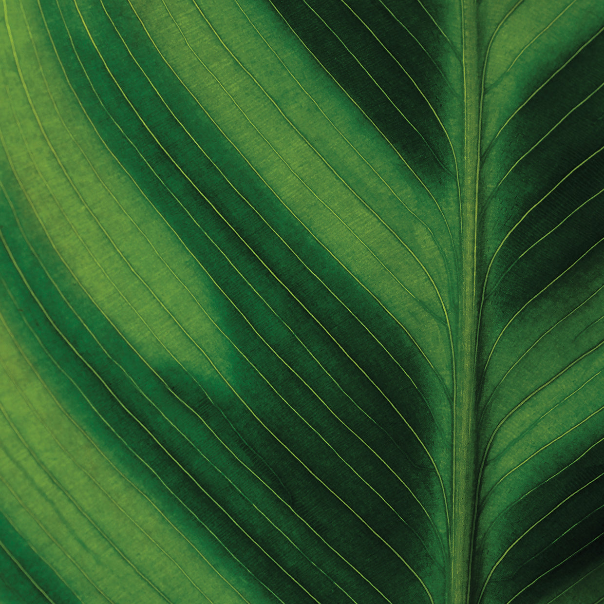 Green Leaf Close up 1
