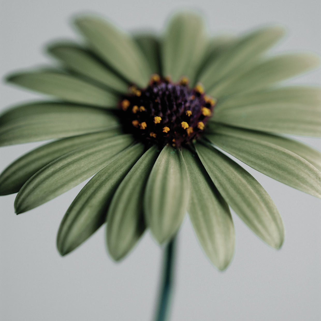 Green Osteospurmum