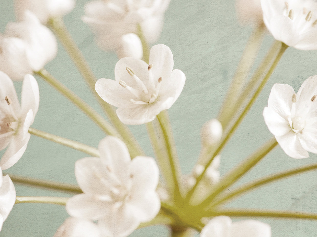 Little White Flowers on Blue