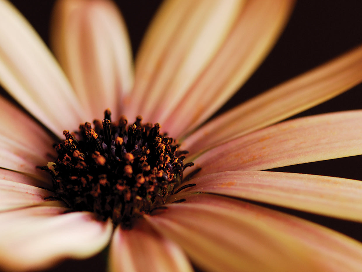 Osteospurmum on Black 02