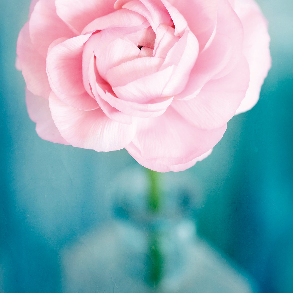 Pink Flower in Blue Bottle