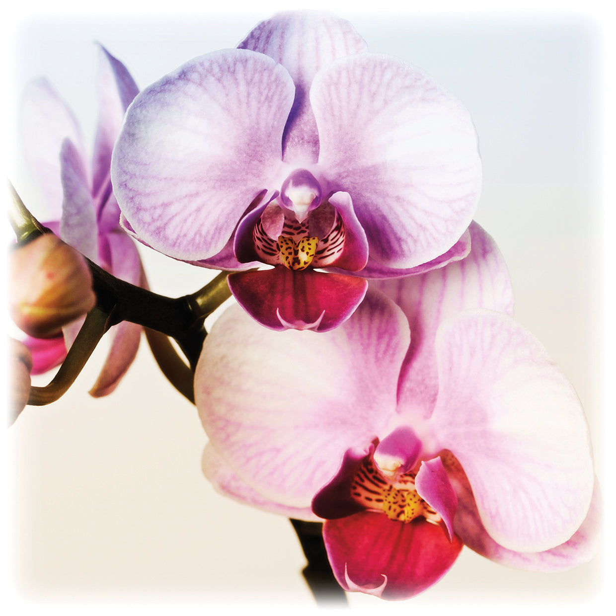 Pink Orchid Close up 02
