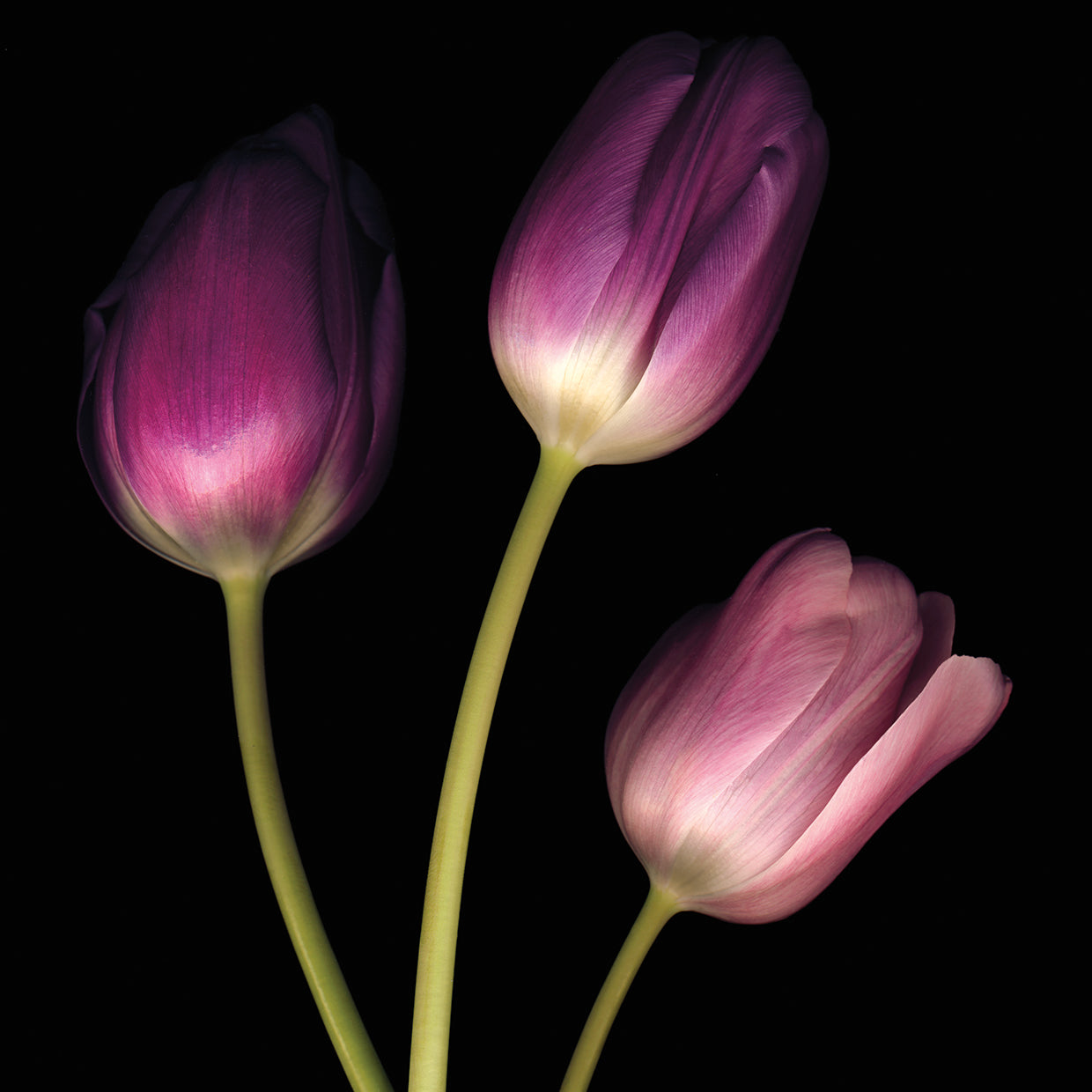 Purple Tulips on Black 01