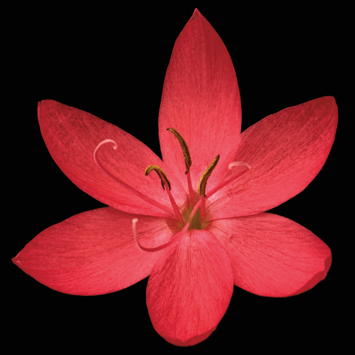 Red Flower on Black 06