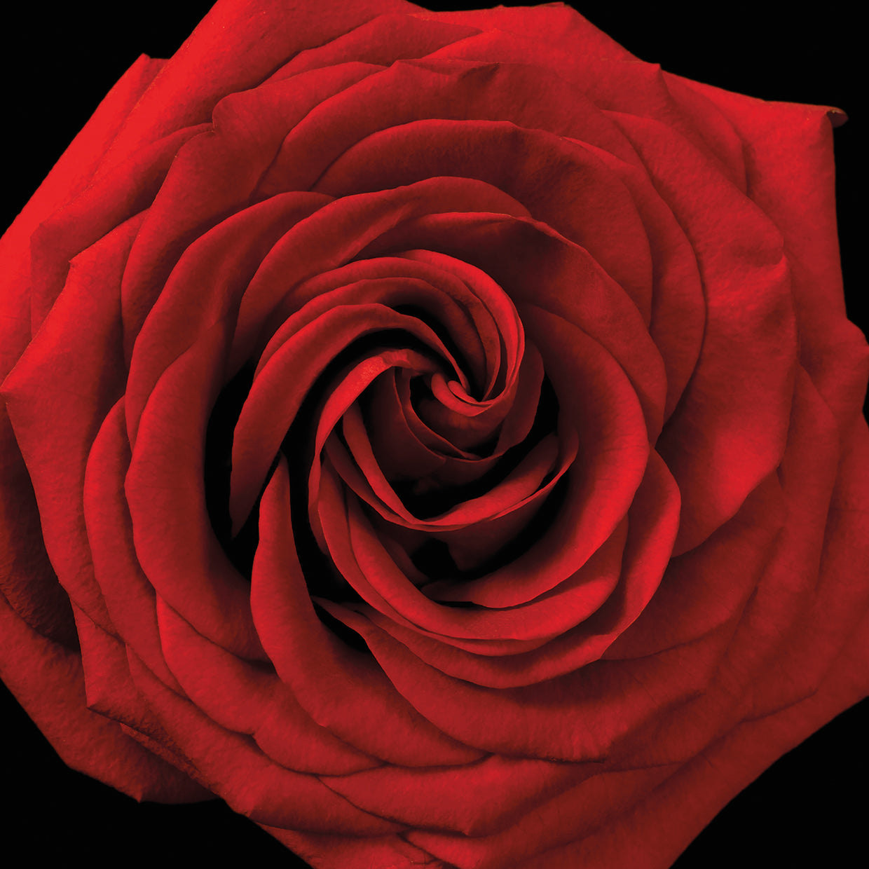 Red Rose 04