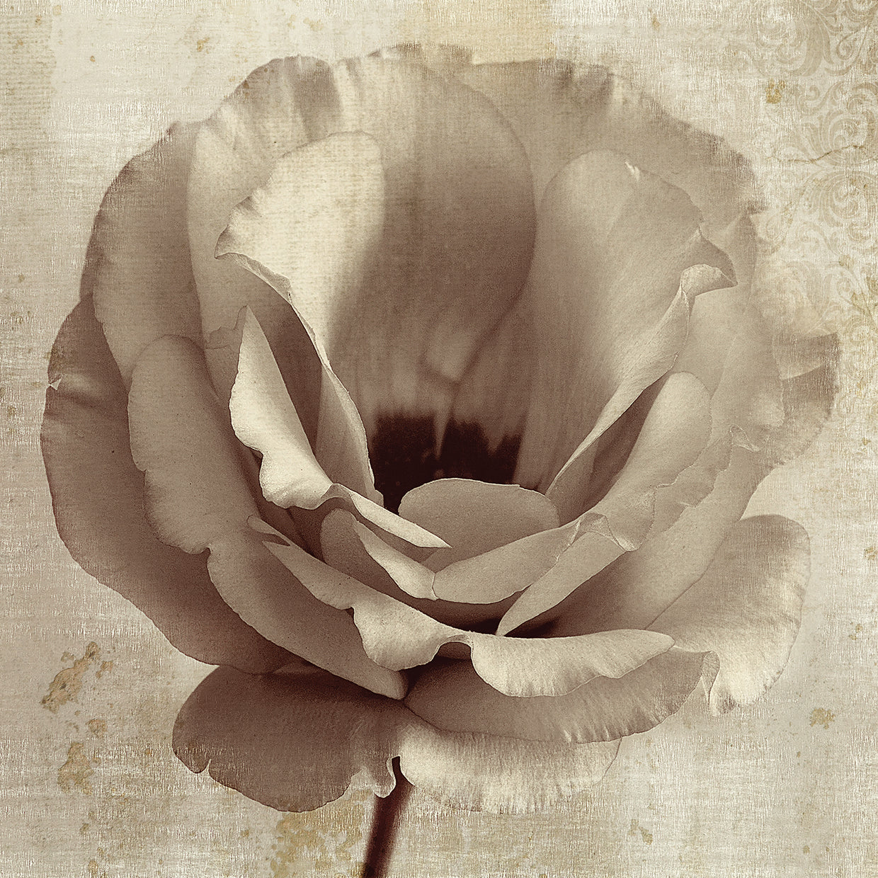 Sepia Flower on Sepia 02