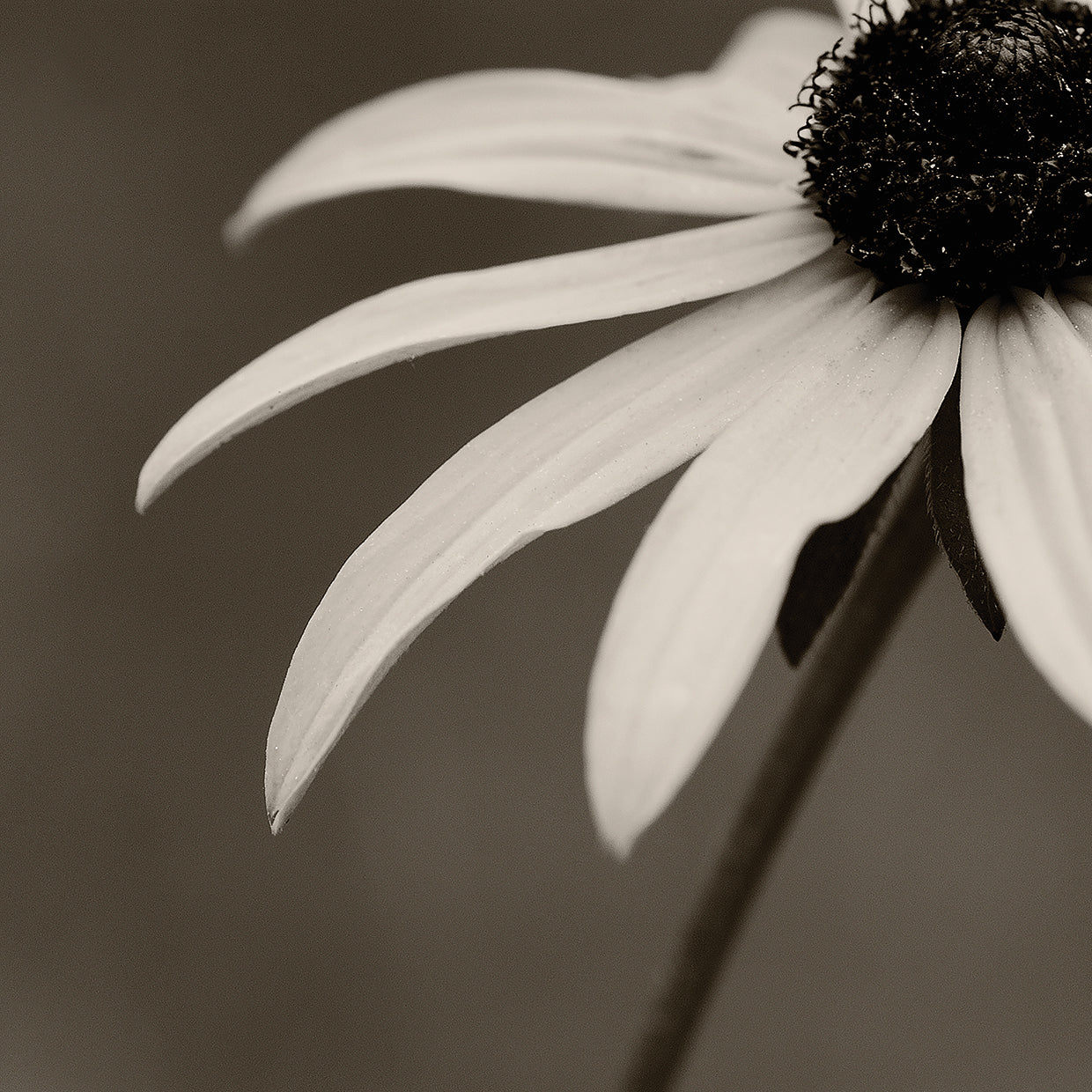 Sepia Flower on Sepia