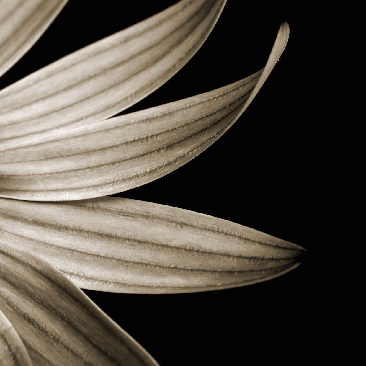 Sepia Petals on Black