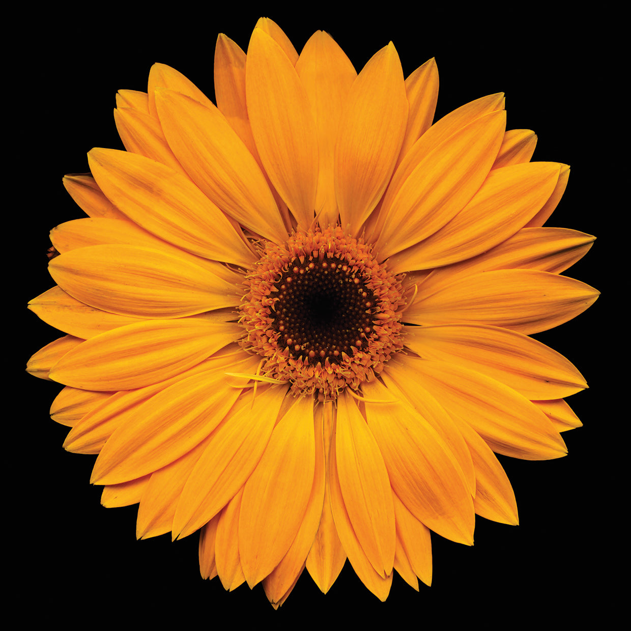 Yellow Flower on Black