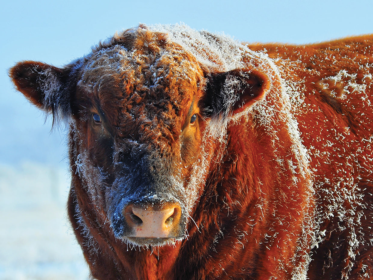 Toro en el arte de la lona de hielo
