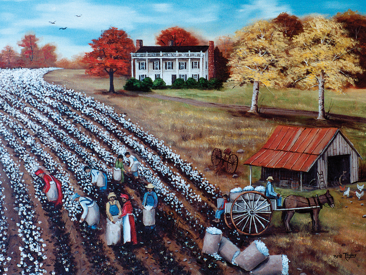 The Lincoln Cotton Field