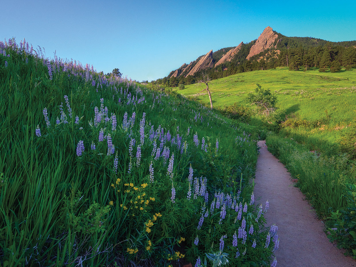 A Walk On The Wild Side