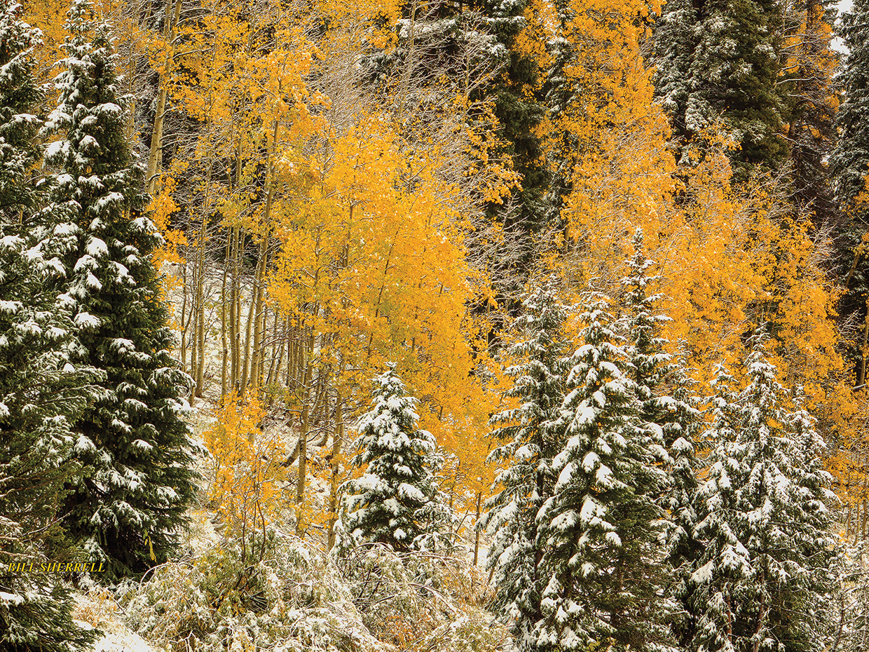 Autumn Wonderland At Rabbit Ears Pass