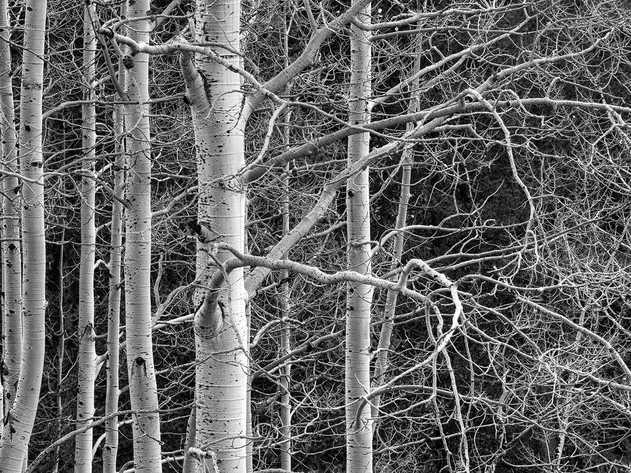 Don't Tangle With Me