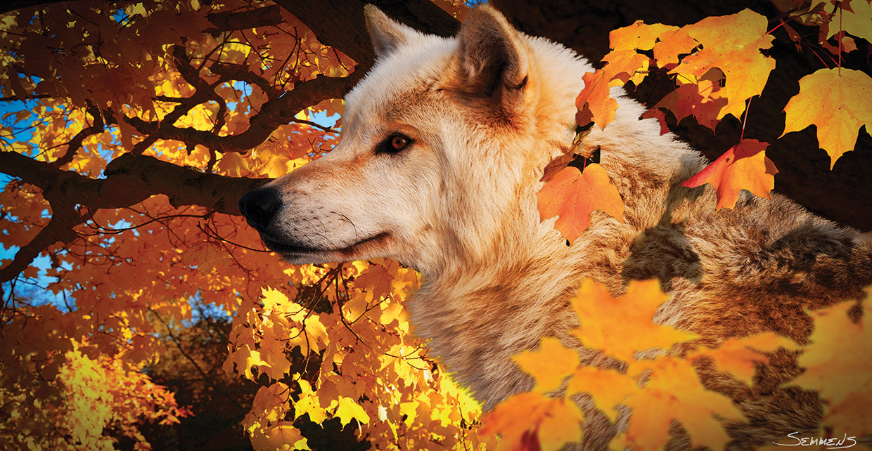 Autumn Leaves and Wolf