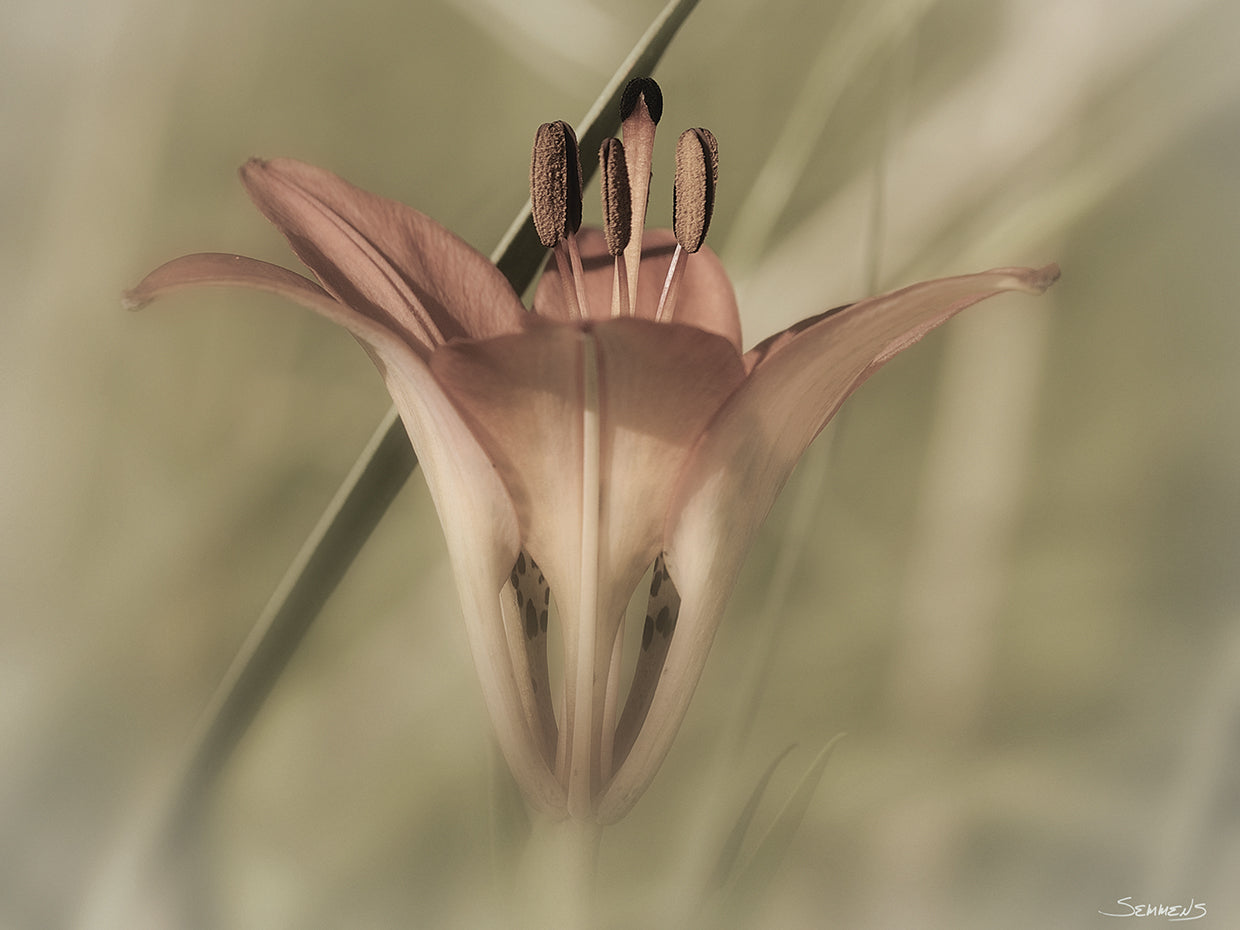 Sepia flower Photography #2