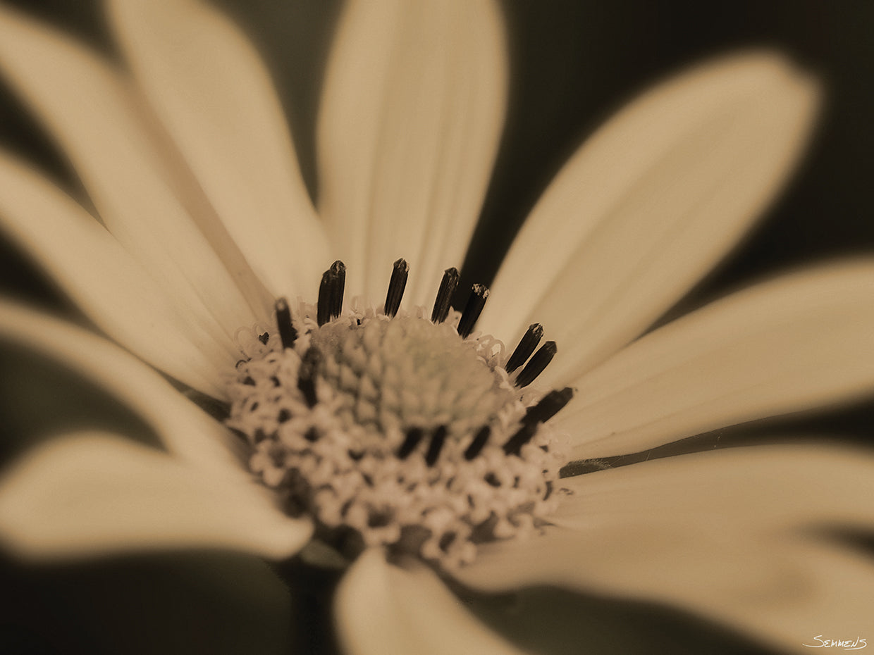 Sepia flower Photography #3