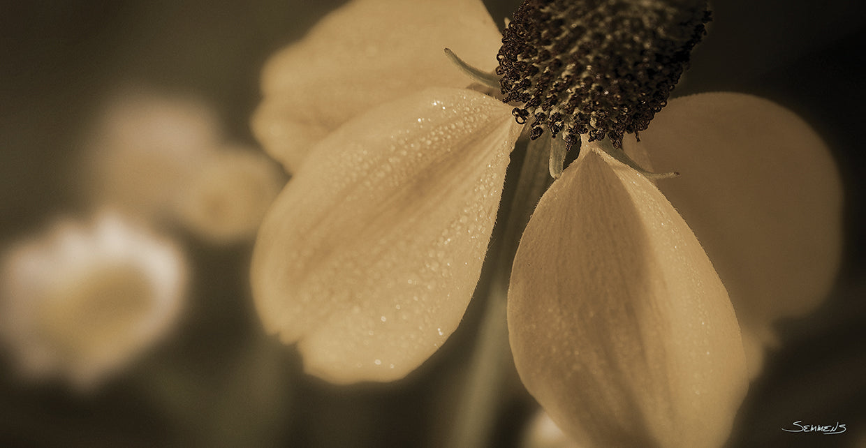 Flower Sepia