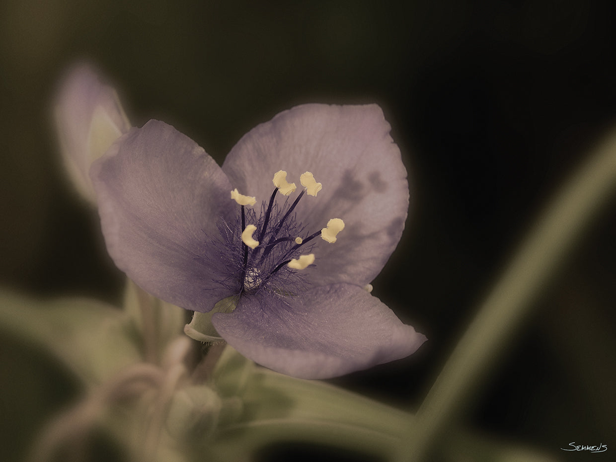Sepia flower Photography #14