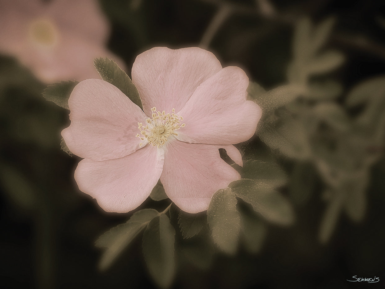 Sepia flower Photography #17