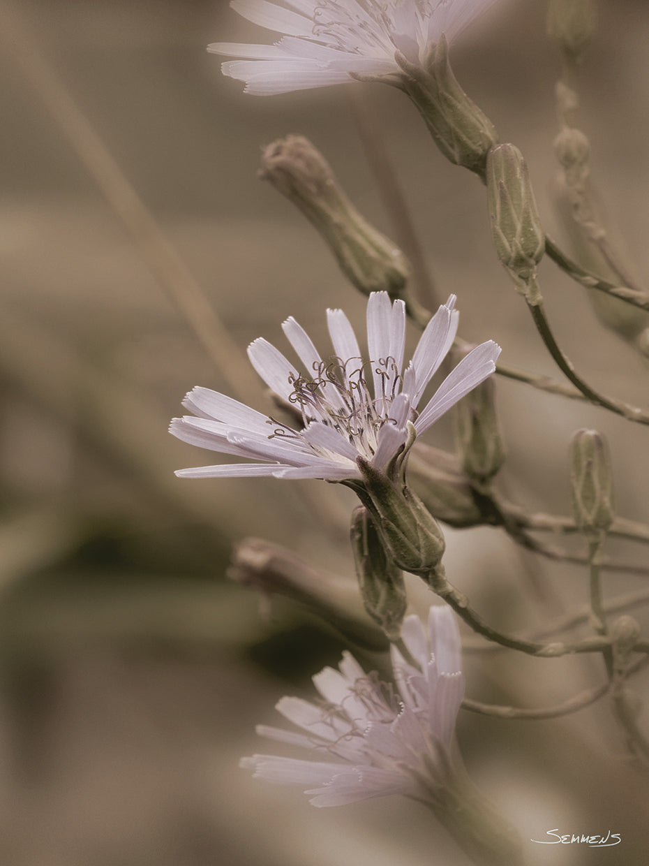 White Flower Sepia