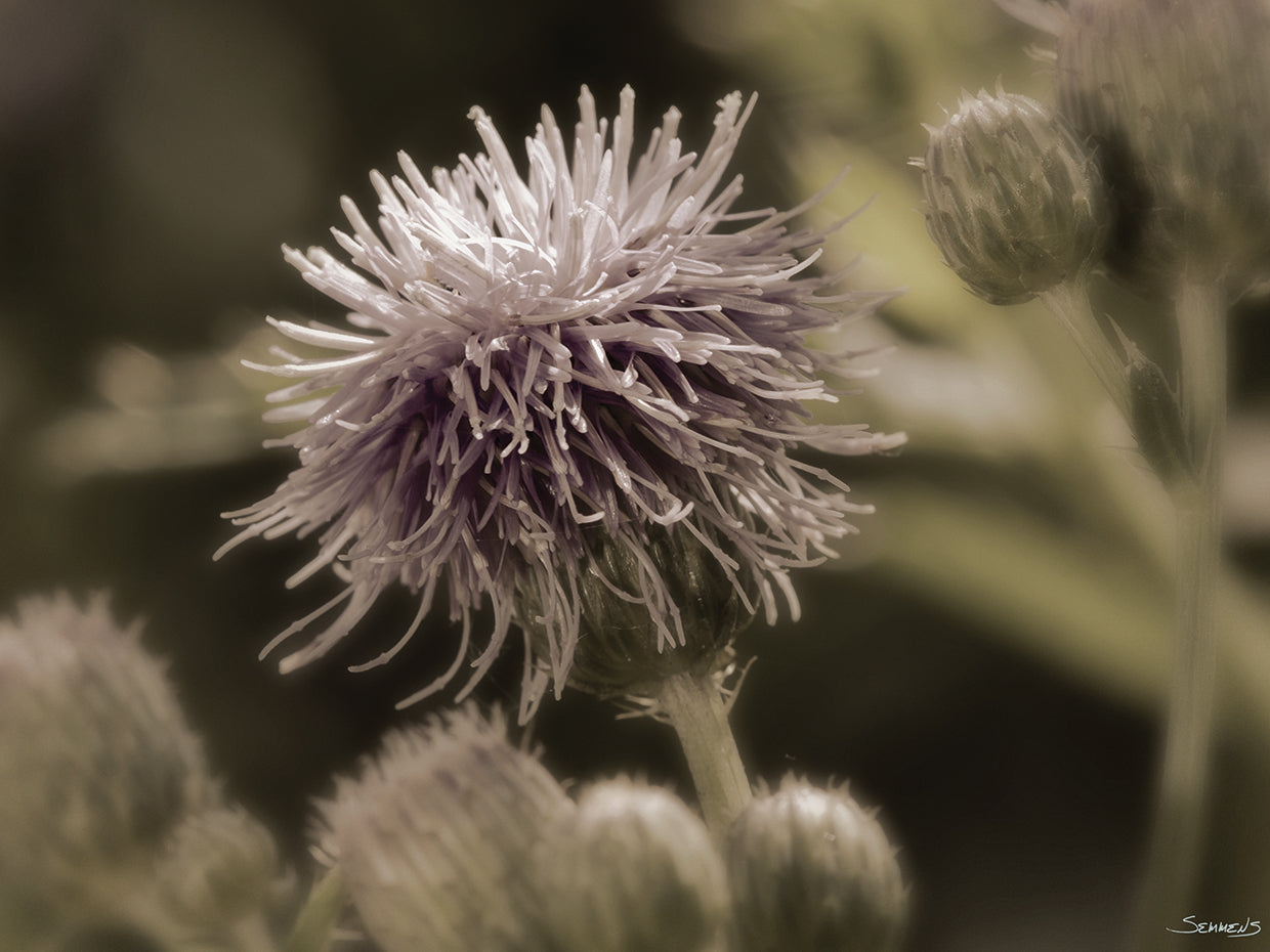 Sepia flower Photography #29