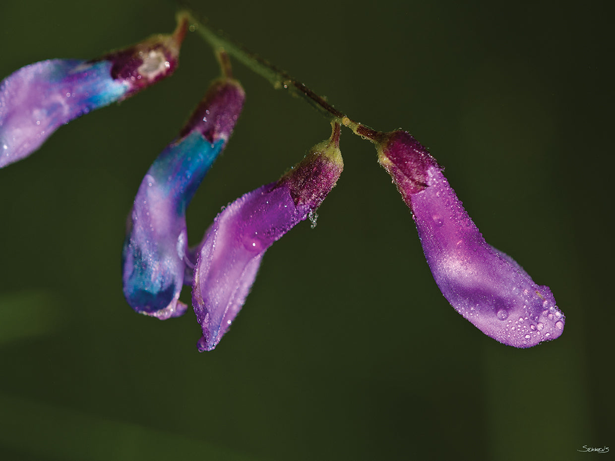 Botanical Photography # 2
