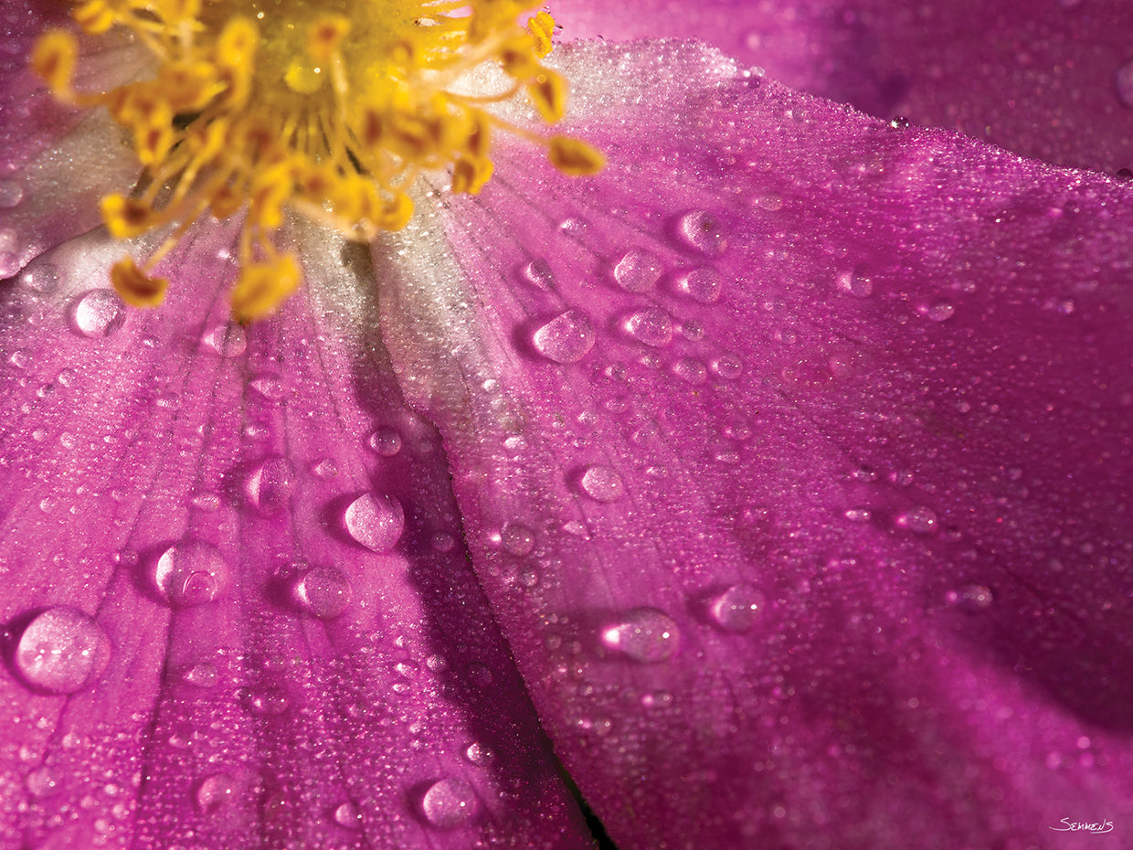 Botanical Photography # 3