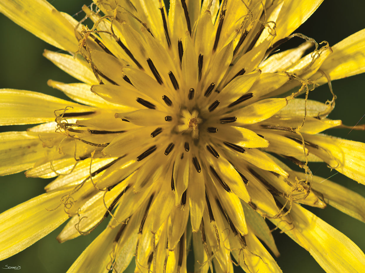 Botanical Photography # 5