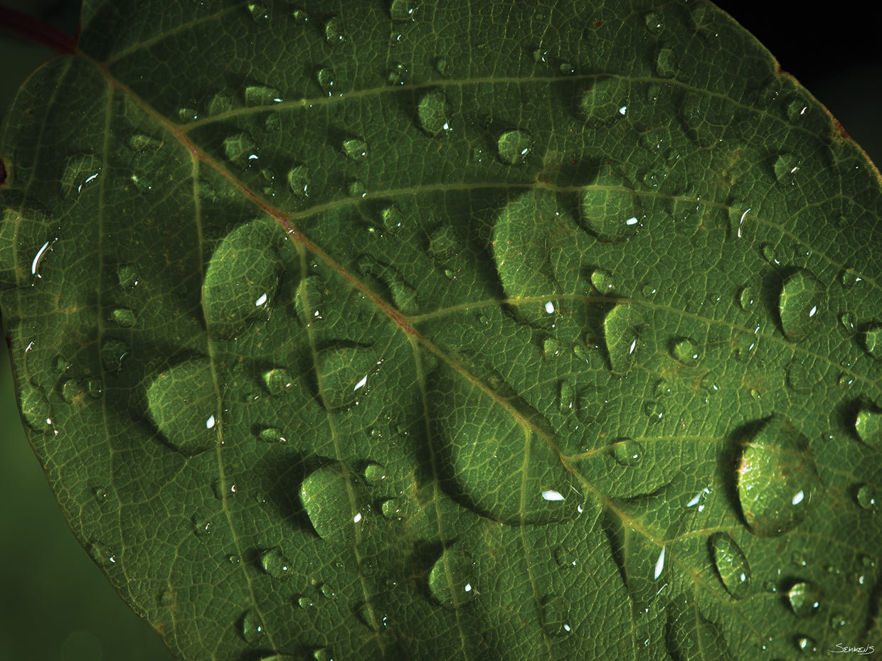 Botanical Photography # 6