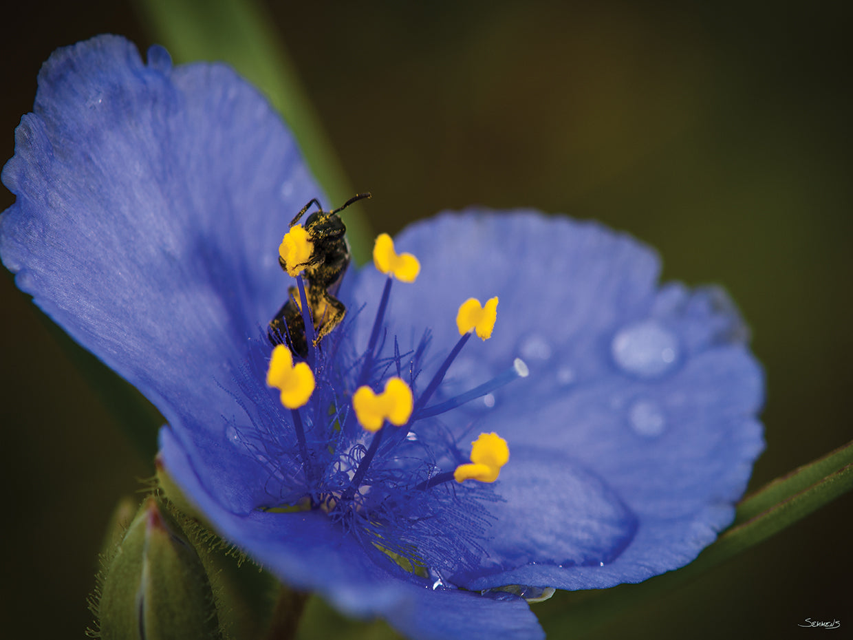 Botanical Photography # 8